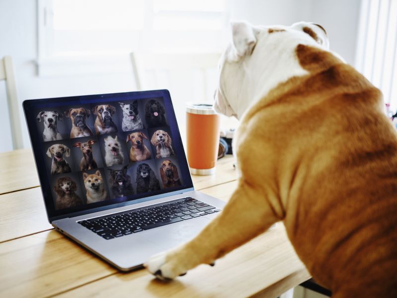 A bulldog working at home participating in a online web meeting.